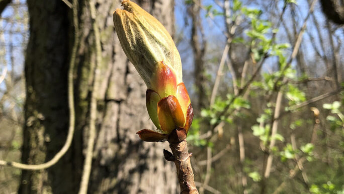 Knospe einer Haselnuss im Frühling