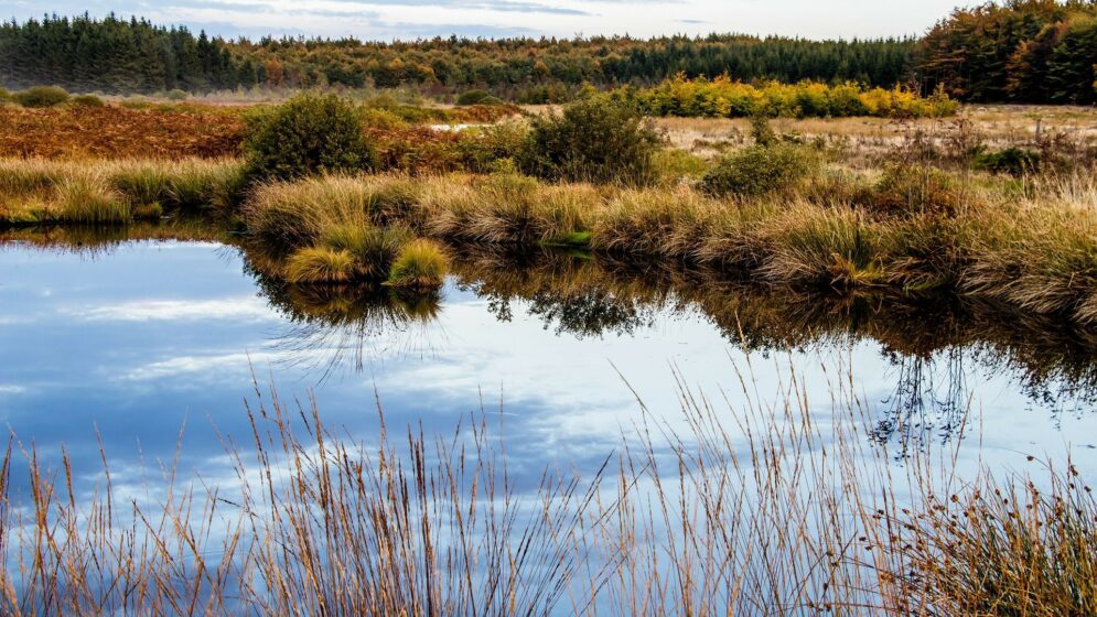 Moorlandschaft